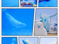-海合安青岛极地海洋公园