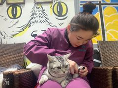 -美联众合宠物医院·爱萌分院·内外科·猫科中心
