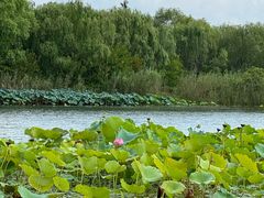 -溱湖国家湿地公园