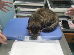 -纳吉亚猫专科动物诊疗中心(蒋宅口分院)