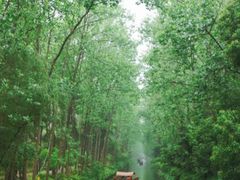 -合肥滨湖国家森林公园