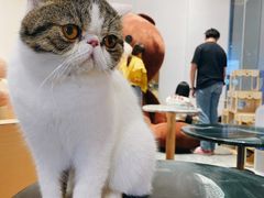 -瞄一喵猫咖(格力海岸店)