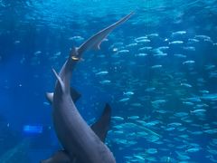 -海合安成都极地海洋公园