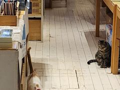 -猫的天空之城概念书店(丽江古城饮玉巷店)