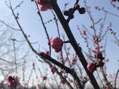 -林屋梅海青梅保护基地