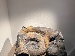 -中国地质博物馆