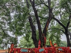 -大槐树寻根祭祖园