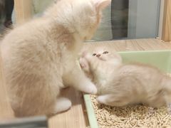 -屋虎猫馆(宝安大仟里店)