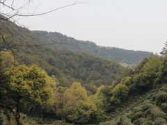 -十八棵（老龙井）御茶园(老龙井店)