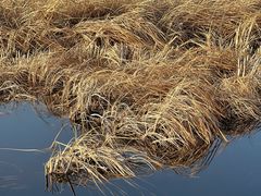 -野鸭湖国家湿地公园