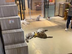 -藏猫猫咖啡主题馆(中央大道店)