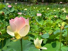 -莲花池公园