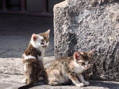 -石炮台公园