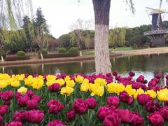 -上海鲜花港
