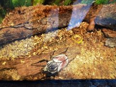 -上海大自然野生昆虫馆