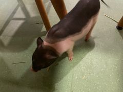 -藦茜花园宠物主题亲子互动体验馆(国顺东路店)