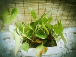 -一花一叶瑜伽生活馆