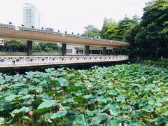 -荔湾湖公园