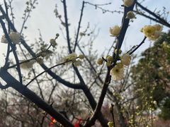 -无锡梅园公园