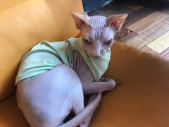 -猫咪咖啡·猫咖(万达广场店)