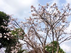 -天适樱花悠乐园