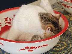 -平行世界·猫咖(首经贸店)