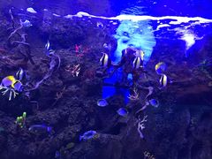 -芜湖新华联大白鲸海洋公园