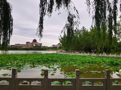 -莲花池公园
