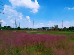 -王借岗森林公园