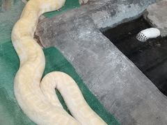 -上海大自然野生昆虫馆(东方明珠·爬宠昆虫探索中心)