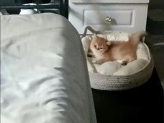 -喵汪萌宠屋旗舰店.洗澡美容.猫狗基地