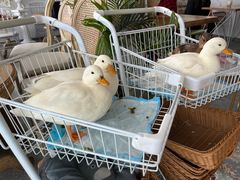 -共舞时光猫咖·狗咖(新街口店)