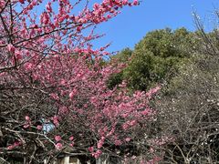 -杭州植物园