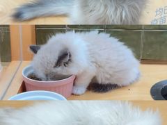 -帕帕拉兹宠物(亚洲旗舰店)