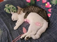 -北京恒爱动物医院(清景园分院)