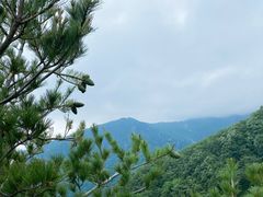 -牛背梁国家森林公园