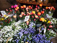 -循礼门鲜花花市(武汉循礼门店)