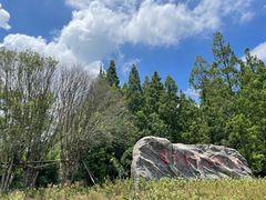 -东平国家森林公园