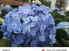 -荷兰花海