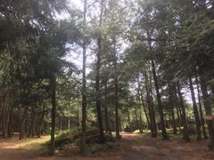 -重庆睡佛山森林公园