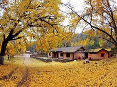 -千年银杏谷文化旅游区