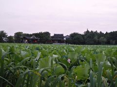 -高子水居