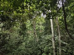 -西双版纳原始森林公园