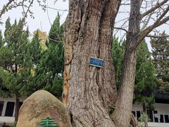 -苏州文庙(姑苏区)