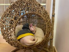 -猫腻·猫咖·撸猫馆(星光大道店)