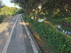 -长洲岛