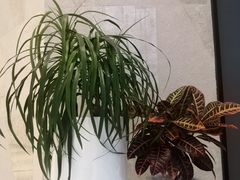 -杭州平安悦坊 PAFC LIVING