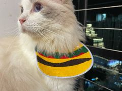-楼上猫咖(罗湖店)