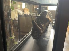 -Africafe(非洲咖啡)