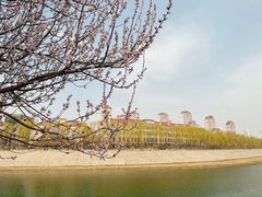 -桃花堤公园